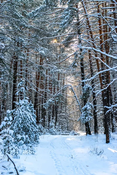 Zimní Krajina Zasněženými Smrkovými Lesy Slunečný Den Stromy Jsou Pokryty — Stock fotografie
