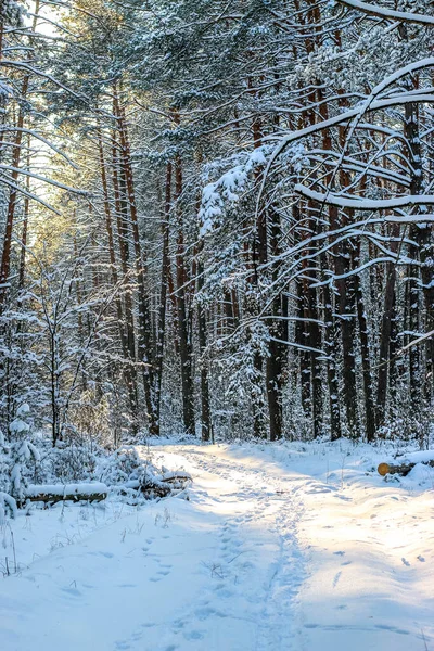 Vinterlandskap Med Snötäckt Granskog Solig Dag Träden Täckta Med Snö — Stockfoto