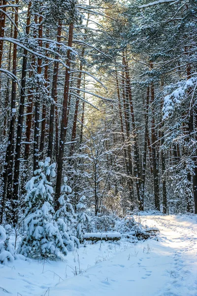Paisagem Inverno Com Floresta Abeto Coberto Neve Dia Ensolarado Árvores — Fotografia de Stock