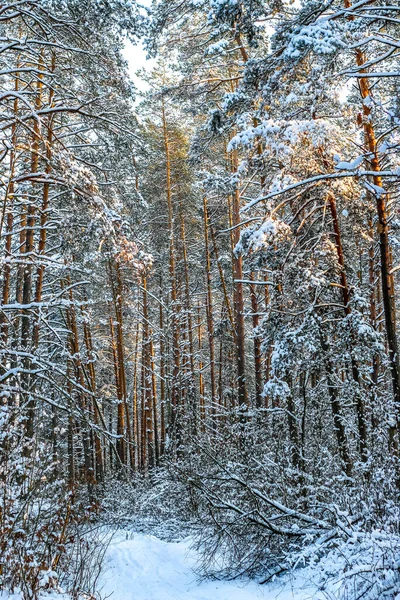 Winter Landscape Snow Covered Spruce Forest Sunny Day Trees Covered — Stock Photo, Image