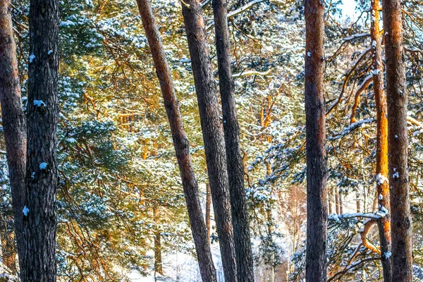 Inverno Nevado Pinheiro Cena Natal Ramos Abeto Cobertos Com Maravilha — Fotografia de Stock