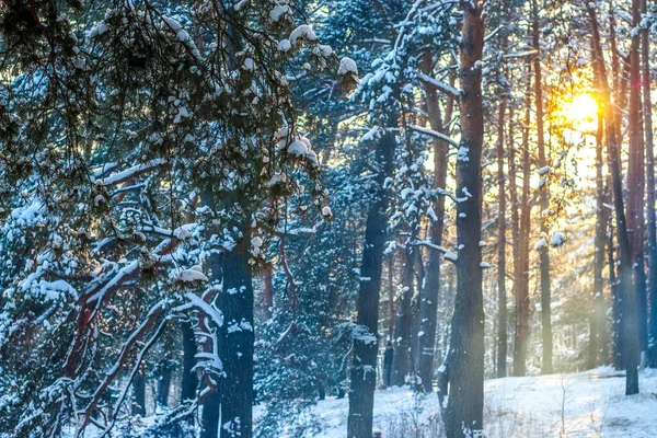Winter Landscape Snow Covered Spruce Forest Sunny Day Trees Covered — Stock Photo, Image