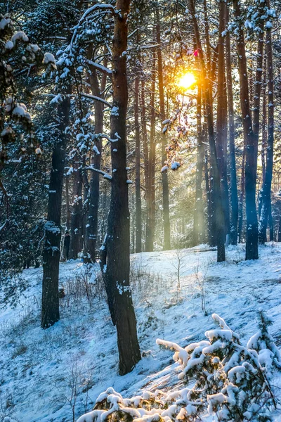 雪に覆われたトウヒの森と冬の風景 晴れた日には雪のクリスマスビューで覆われている 晴れた日には — ストック写真