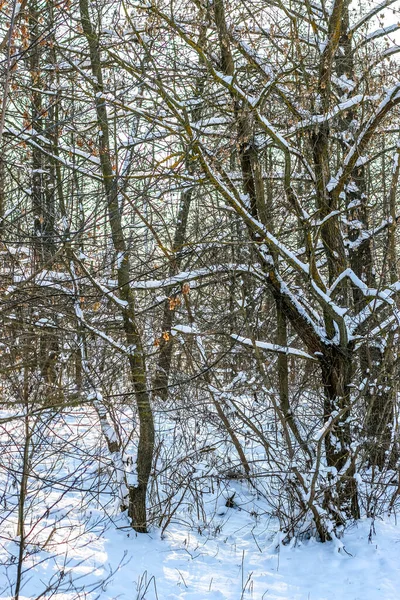 Grußkarten Design Schließen Sie Mit Schnee Bedeckte Äste Vor Blauem — Stockfoto