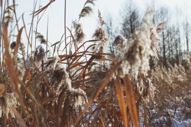 Kış Harikalar Diyarı. Donmuş bir gölün diğer kıyısında kar ve köknar ağacı ormanıyla kaplı kurumuş kadife kuyruklar..