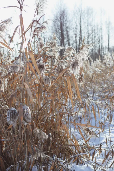 País Das Maravilhas Inverno Cattails Secos Cobertos Neve Floresta Abetos — Fotografia de Stock