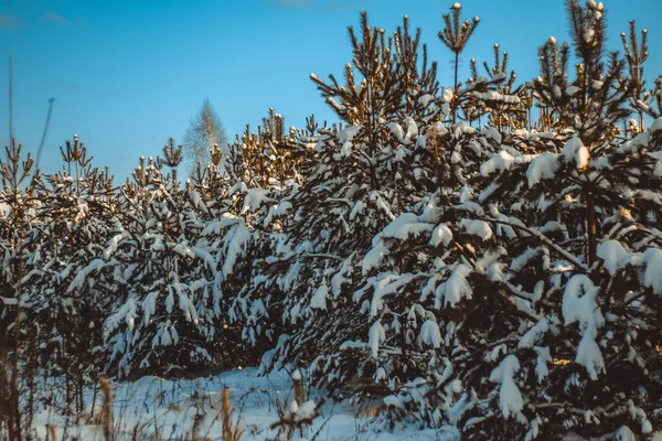 Bela Paisagem Inverno Com Pinheiros Jovens Neve Luz Quente Pôr — Fotografia de Stock