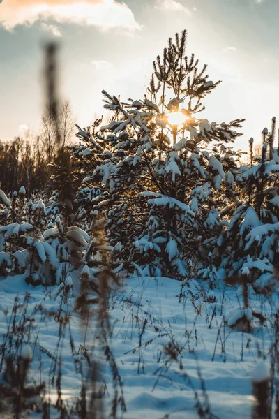 Bellissimo Paesaggio Invernale Con Giovani Pini Nella Neve Nella Calda — Foto Stock