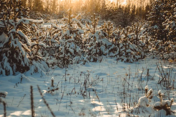 Bela Paisagem Inverno Com Pinheiros Jovens Neve Luz Quente Pôr — Fotografia de Stock