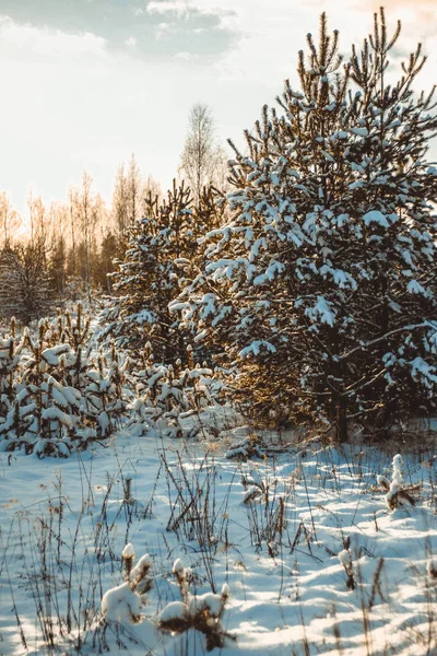 Bela Paisagem Inverno Com Pinheiros Jovens Neve Luz Quente Pôr — Fotografia de Stock