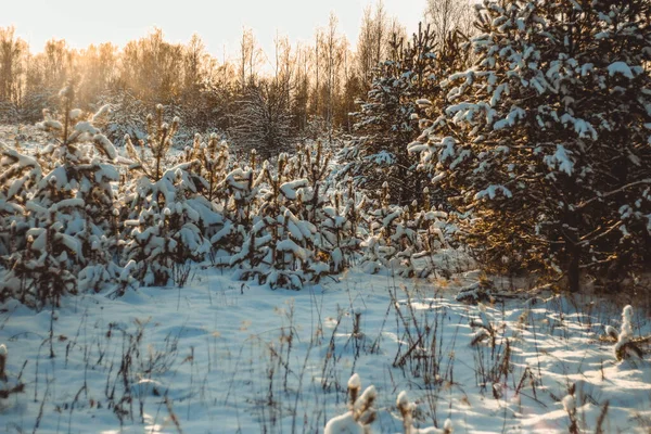 Bela Paisagem Inverno Com Pinheiros Jovens Neve Luz Quente Pôr — Fotografia de Stock