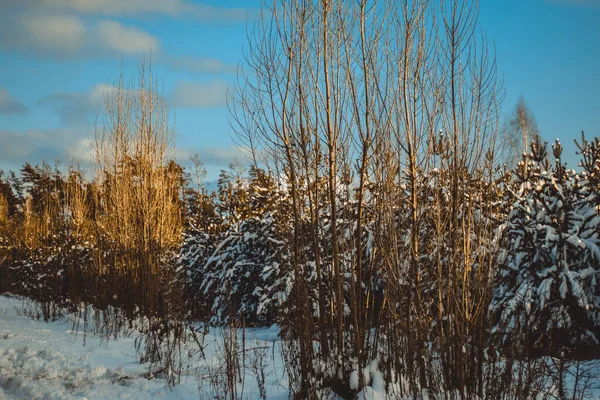 Красивый Зимний Пейзаж Молодыми Соснами Снегу Теплых Лучах Заката Солнечный — стоковое фото