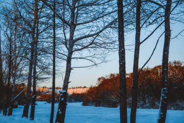 Güzel kış manzarası, bulutlu gün batımı, uzaktaki orman, kardaki tarla ve ağaçlar, dondurucu güneşli bir akşam, Ukrayna