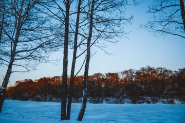 Güzel kış manzarası, bulutlu gün batımı, uzaktaki orman, kardaki tarla ve ağaçlar, dondurucu güneşli bir akşam, Ukrayna