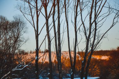 Güzel kış manzarası, bulutlu gün batımı, uzaktaki orman, kardaki tarla ve ağaçlar, dondurucu güneşli bir akşam, Ukrayna