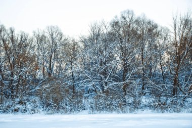 Güzel kış manzarası, bulutlu gün batımı, uzaktaki orman, kardaki tarla ve ağaçlar, dondurucu güneşli bir akşam, Ukrayna