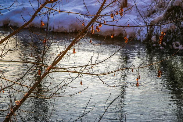 Nieve Cayendo Río Con Las Ramas Árboles Las Orillas Nevadas — Foto de Stock