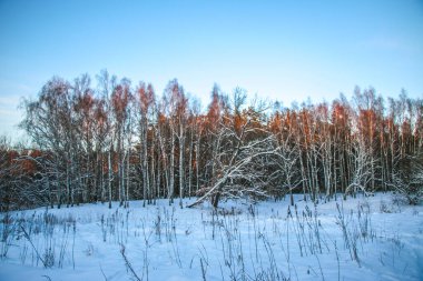 Kış manzarası - güneşli bir günde karlı ormanda buzlu ağaçlar. Sıcak gün batımı ışığı. Güneş ışığında sakin kış doğası. Kardaki ağaç mavi gökyüzüne karşı kırmızı ağaçlar