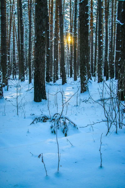 Zimowy Krajobraz Mroźne Drzewa Śnieżnym Lesie Słoneczny Dzień Ciepły Zachód — Zdjęcie stockowe