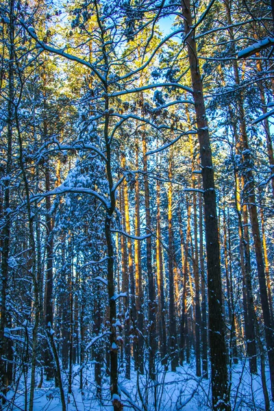 Paisaje Invernal Con Bosque Abetos Cubierto Nieve Día Soleado Los —  Fotos de Stock