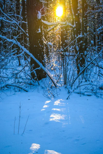 Зимовий Пейзаж Морозні Дерева Засніженому Лісі Сонячний День Теплий Захід — стокове фото