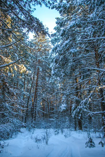 Paysage Hivernal Avec Forêt Épinettes Enneigée Journée Ensoleillée Les Arbres — Photo