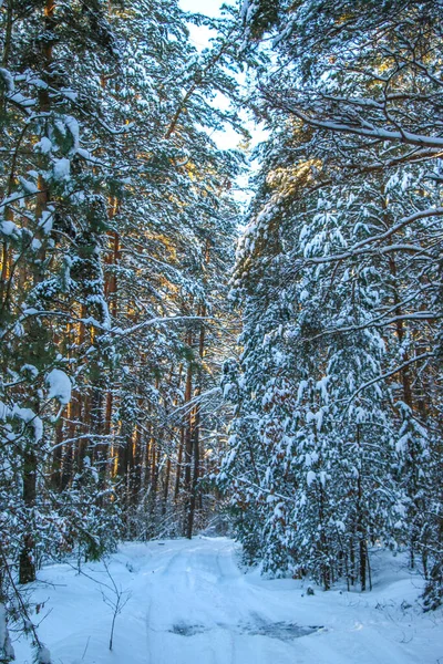 Paisaje Invernal Con Bosque Abetos Cubierto Nieve Día Soleado Los —  Fotos de Stock