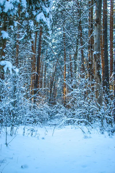 Зимний Пейзаж Заснеженными Еловыми Лесами Солнечный День Деревья Покрыты Снегом — стоковое фото