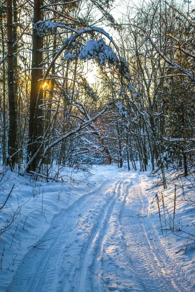 Karla Kaplı Ladin Ormanlı Kış Manzarası Güneşli Bir Gün Ağaçlar — Stok fotoğraf