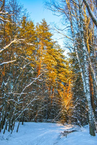 Winterlandschaft Mit Schneebedecktem Fichtenwald Sonniger Tag Die Bäume Sind Mit — Stockfoto