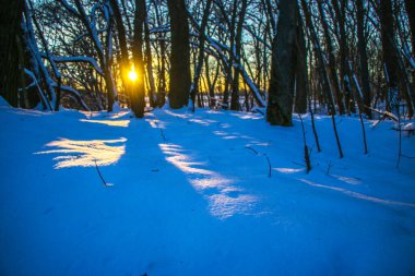 Kış manzarası - güneşli bir günde karlı ormanda buzlu ağaçlar. Sıcak gün batımı ışığı. Güneş ışığında sakin kış doğası. Kardaki ağaç mavi gökyüzüne karşı kırmızı ağaçlar