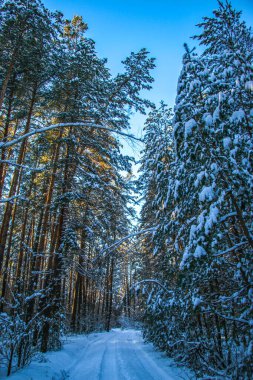 Karla kaplı ladin ormanlı kış manzarası. Güneşli bir gün, ağaçlar karlı Noel manzarasıyla kaplı. Güneşli bir günde
