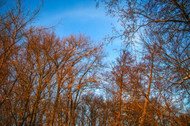 Kış manzarası - güneşli bir günde karlı ormanda buzlu ağaçlar. Sıcak gün batımı ışığı. Güneş ışığında sakin kış doğası. Kardaki ağaç mavi gökyüzüne karşı kırmızı ağaçlar
