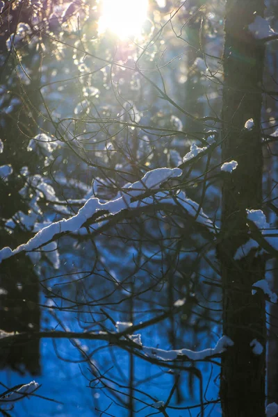 크리스마스 트리의 눈덮인 소나무 이유는 겨울이었습니다 겨울에 눈덮인 가지들 — 스톡 사진