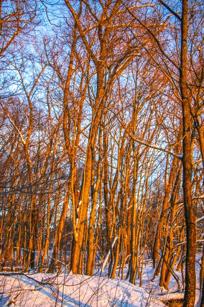 Paisagem Inverno Árvores Geladas Floresta Nevada Dia Ensolarado Luz Quente — Fotografia de Stock