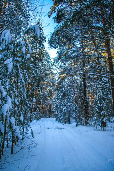 Vinterlandskap Med Snötäckt Granskog Solig Dag Träden Täckta Med Snö — Stockfoto