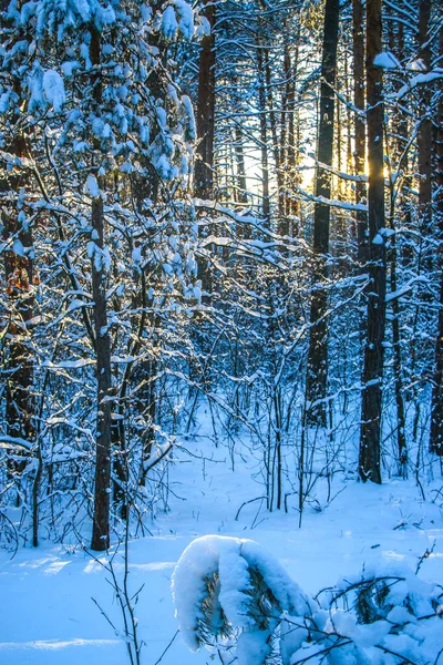 Зимний Пейзаж Заснеженными Еловыми Лесами Солнечный День Деревья Покрыты Снегом — стоковое фото