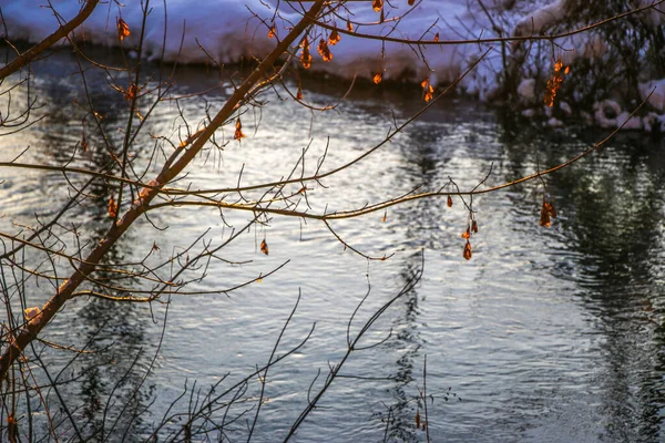 Snö Faller Flod Med Snöiga Stränder Träd Grenar Över Vatten — Stockfoto