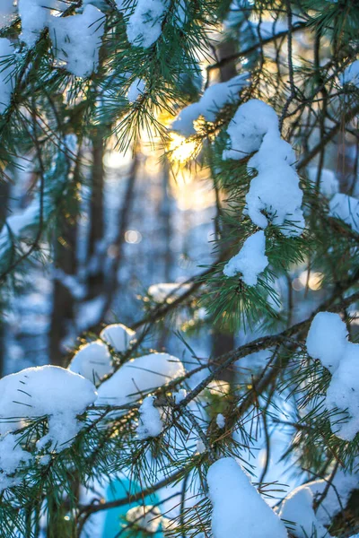 冬の雪の松のクリスマスシーン 霜の不思議さに覆われた平らな枝 冬の気分 冬の雪に覆われた枝 — ストック写真