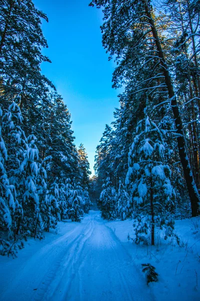 Winter landscape with snow-covered spruce forest. sunny day, the trees are covered with snow Christmas view. on a sunny day