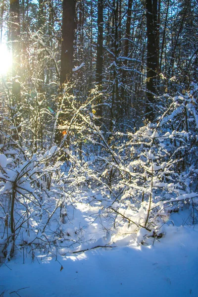 Зимний Пейзаж Заснеженными Еловыми Лесами Солнечный День Деревья Покрыты Снегом — стоковое фото