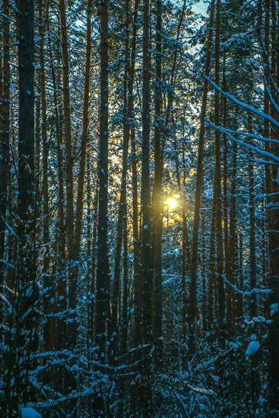 Zimowy Krajobraz Pokrytym Śniegiem Lasem Świerkowym Słoneczny Dzień Drzewa Pokryte — Zdjęcie stockowe