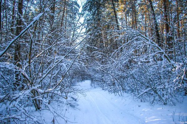 Zimowy Krajobraz Pokrytym Śniegiem Lasem Świerkowym Słoneczny Dzień Drzewa Pokryte — Zdjęcie stockowe