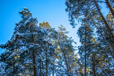 Karla kaplı ladin ormanlı kış manzarası. Güneşli bir gün, ağaçlar karlı Noel manzarasıyla kaplı. Güneşli bir günde