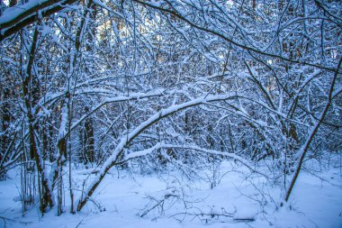Karla kaplı ladin ormanlı kış manzarası. Güneşli bir gün, ağaçlar karlı Noel manzarasıyla kaplı. Güneşli bir günde