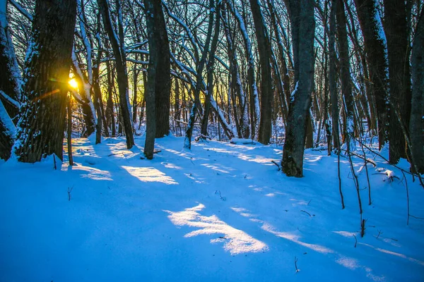 Zimowy Krajobraz Mroźne Drzewa Śnieżnym Lesie Słoneczny Dzień Ciepły Zachód — Zdjęcie stockowe