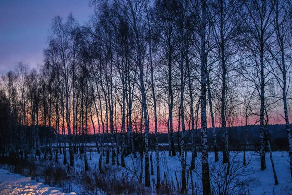 Winter sunset landscape with trees and field road. bright red winter sunset, stripes of clouds, silhouettes of trees