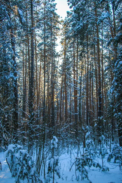 Зимний Пейзаж Заснеженными Еловыми Лесами Солнечный День Деревья Покрыты Снегом — стоковое фото