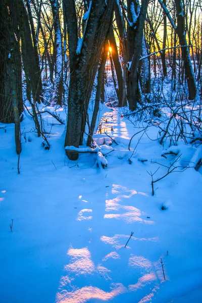 Zimní Krajina Mrazivé Stromy Zasněženém Lese Slunečného Dne Teplé Světlo — Stock fotografie