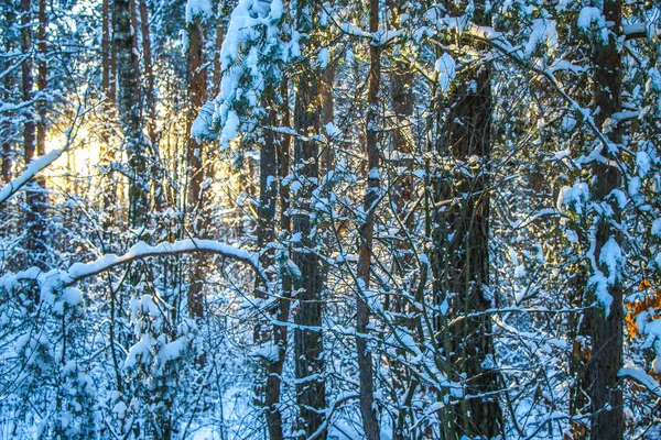 Χειμερινό Τοπίο Χιονισμένο Δάσος Ερυθρελάτης Ηλιόλουστη Μέρα Δέντρα Καλύπτονται Χιόνι — Φωτογραφία Αρχείου